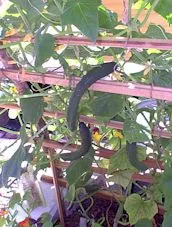 Long English Cucumber