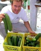 Long English Cucumber