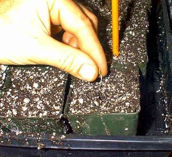 Plant in containers that fit your starting area. The larger the container, the
more time you have between transplanting. I use a pencil or anything that is
handy to dig holes for seeds.