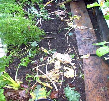 By mid summer all the mulch had broken down under wide plants (broccoli,
cabbage, etc)