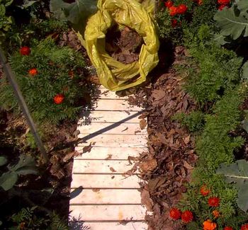 Mid summers re-mulching of carrots. (notice the marigolds for insect control)