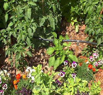 We added about 8 inches of leaves around the peppers & tomatoes for the mid
summer re-mulching