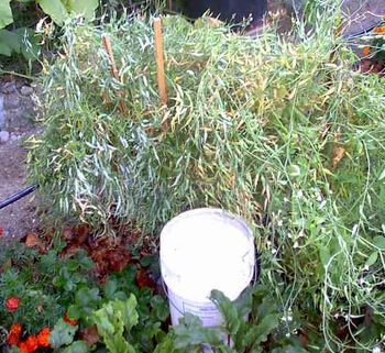 White radish plants can get really big. This one plant provided many salads from
young seed pods plus a whack of seeds.