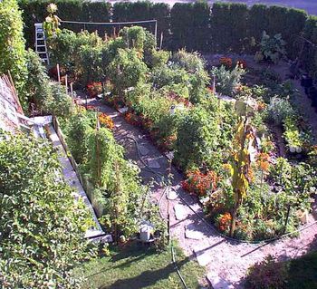 Mid October and we are still left with a garden that just will not freeze.